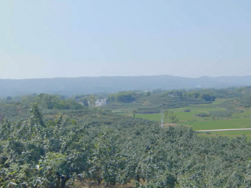 花椒種植基地