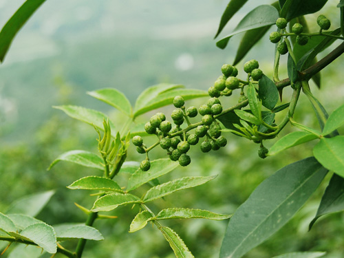 密果花椒基地圖片