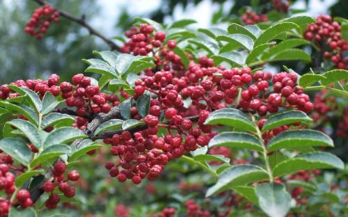 重慶花椒是怎么種植的，花椒的生長(zhǎng)過(guò)程